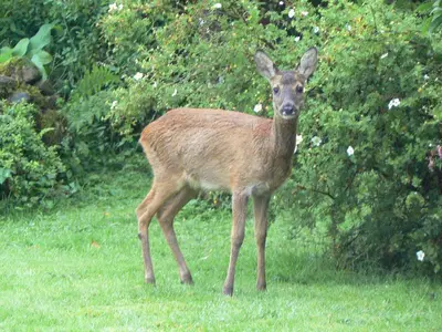 a deer standing in the grass in a field at Forest How Guest House in Eskdale