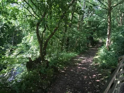 a trail in the woods with a tree on it at Lovely house next to Euchan River in Sanquhar