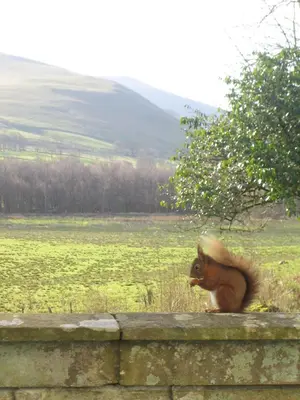 a squirrel sitting on top of a stone fence at Overwater Hall in Bassenthwaite