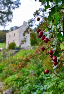 a bunch of red apples hanging from a tree at The Lady Maxwell Room at Buittle Castle in Dalbeattie