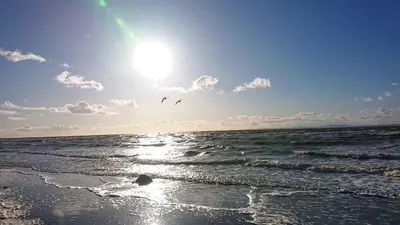 two birds flying in the sky over the ocean at 4 Laigh Isle in Isle of Whithorn