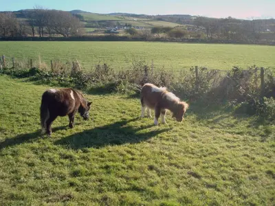 two cows grazing in a field of grass at Ingleside in Ballantrae