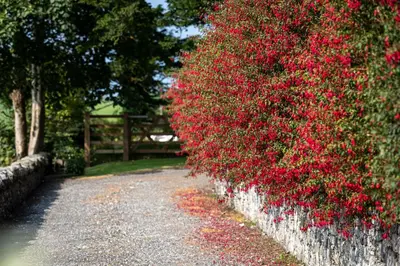 a bush with red flowers on a stone wall at Craigmount in Wigtown