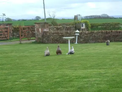 three cats sitting in the grass near a frisbee at Broadlea of Robgill Country Cottage bed and breakfast in Ecclefechan