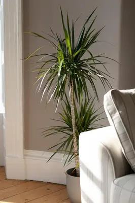 a palm tree in a pot next to a couch at Sea Breeze - Donnini Apartments in Ayr