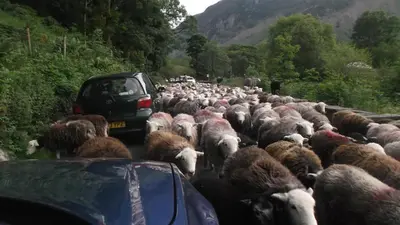 a herd of sheep walking down a road with cars at Rooms36 in Keswick