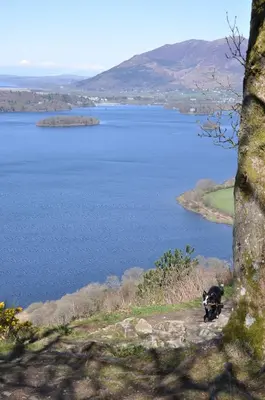 a dog standing next to a body of water at Rooms36 in Keswick