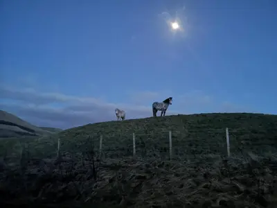 two sheep standing on top of a hill at night at Glen Roe - 3 Bed Lodge on Friendly Farm Stay in New Cumnock