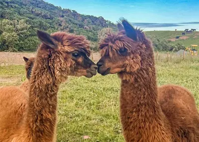 two llamas standing next to each other in a field at Ryan Bay Holiday Park in Innermessan