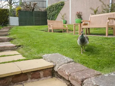 a peacock standing on the grass in a yard at Swallows Nest in Carlisle