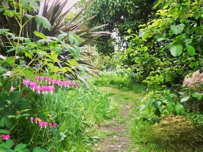 a garden with pink flowers and green plants at Romantic Quirky Cottage with private garden and parking in Beckermet