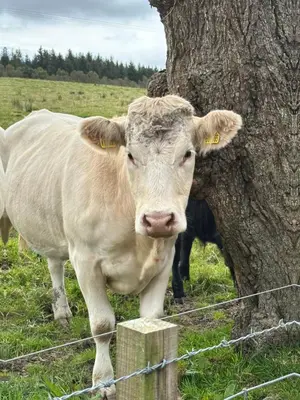 a cow standing next to a fence next to a tree at Woodburn Lodges in Dumfries