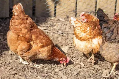 a group of chickens standing in the dirt at Maxwelston Farmhouse in Girvan