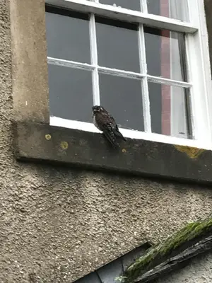 a bird sitting on the ledge of a window at Scafell View Apartment, Wasdale, Lake District, Cumbria in Nether Wasdale