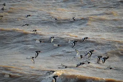 a flock of birds flying over the water at The Waterside Rooms in Annan