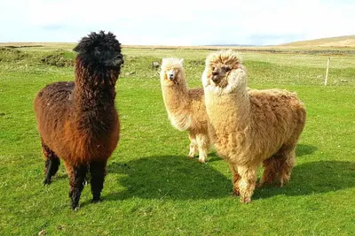 three llamas standing in a field of grass at Windsor Cottage on The Big 