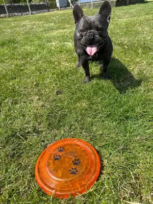 a black dog standing next to an orange frisbee at Lodge Cabin with Fabulous Views - Farm Holiday in Stranraer