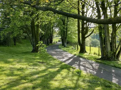a tree lined road with trees on either side at Smithfield House in Tarbolton