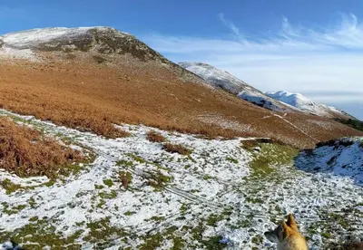 a dog looking up at a snow covered mountain at The Wayside and Whisky Barn in Whitbeck