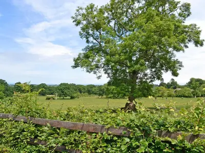 a tree in a field behind a fence at Pheasant Cottage - Ukc3428 in Dalston