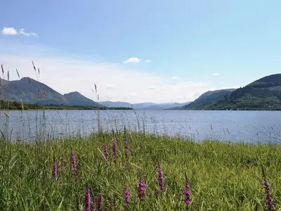 a field of grass with purple flowers in front of a lake at Pheasant Cottage - Ukc3428 in Dalston