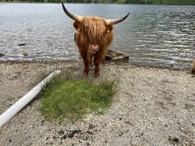a cow standing on the shore of a body of water at Rose Cottage in Wigton