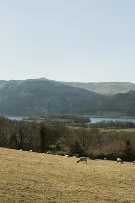 a group of animals grazing in a field at The Huts at Highside Farm in Keswick