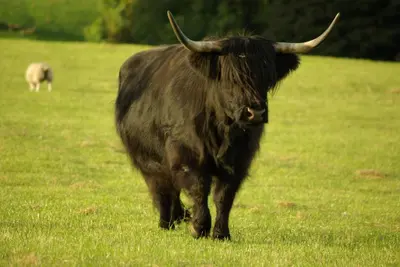 a black bull walking in a field of grass at Craigadam Country House Hotel in Kirkpatrick Durham