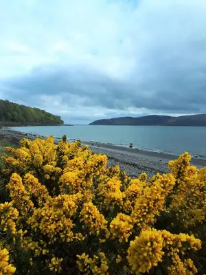 a bunch of yellow flowers on a beach at Corsewall Arms Guest House in Stranraer