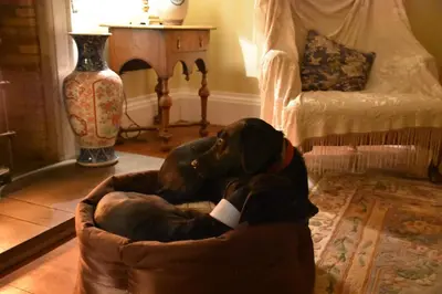 a dog sitting in a dog bed in a living room at Applegarth House in Lockerbie