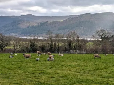 a herd of sheep grazing in a field at The Beeches in Bassenthwaite