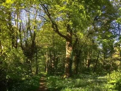 a path through a wooded area with a large tree at Shore Cottage - Uk12524 in Garlieston