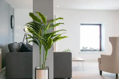 a plant in a vase in a living room at Granary Suite No22 - Donnini Apartments in Ayr