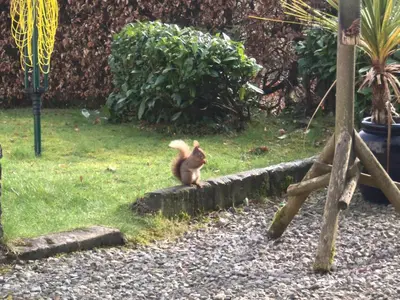 a cat sitting on a curb in a yard at Craignair Cottage in Dalbeattie