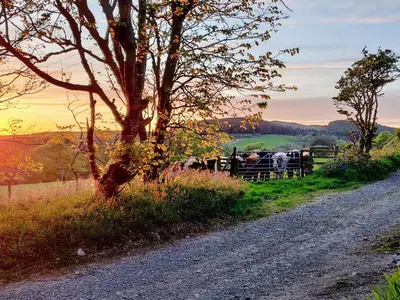 a group of horses in a fence on the side of a road at Rose Blair Lodge - Uk31045 in Portpatrick