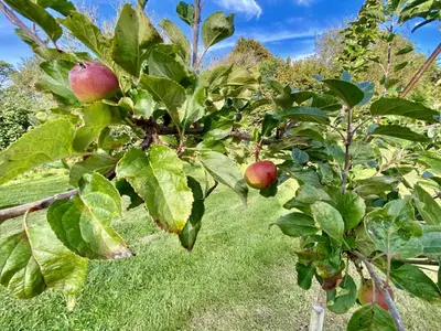 an apple tree with red apples on it at Foxglove Cottage in Maybole
