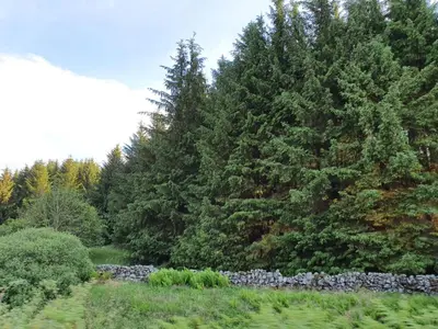 a garden with a stone wall and trees at RoSE COTTAGE THREE BEDROOM HOUSE WITH PARKING Christmas Special in Carsphairn