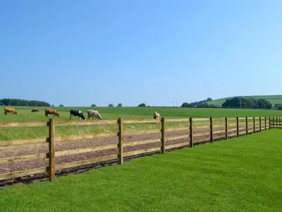 a group of cows grazing in a field behind a fence at Auchen Ladder in Amisfield Town