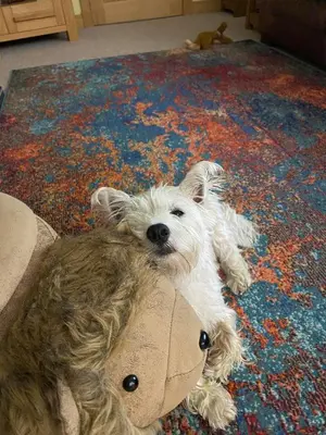 a dog laying on the floor with a stuffed animal at Jacquie's B&B -Dumfries-Room with a view in Dumfries