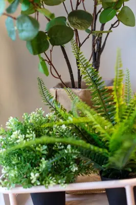 a vase filled with plants on a table at Millbrae Residence - Donnini Apartments in Ayr
