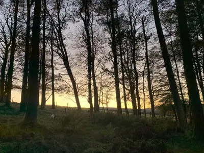 a forest of trees with the sun setting in the background at Doonans Cottage in Maybole