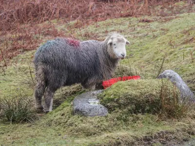 a sheep standing on the side of a hill at Oak View in Keswick