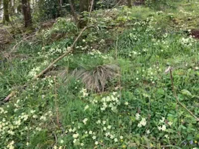 a field of grass with white flowers and trees at Cottage at Inch Farm solitude beside the River in Longtown