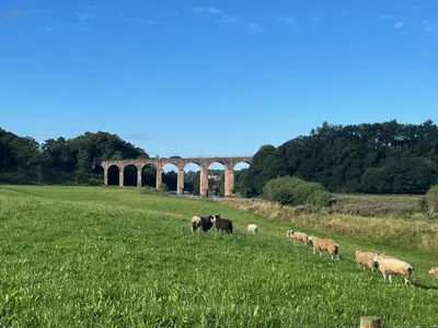 a herd of cattle grazing in a field with a bridge in the background at Cottage at Inch Farm solitude beside the River in Longtown