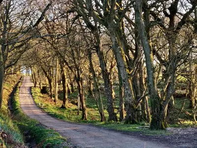 a dirt road through a forest of trees at Fern Forest House- Uk31047 in Portpatrick