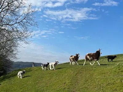 a group of animals walking on a grassy hill at Robinsons Cottage, central and quiet in Cockermouth