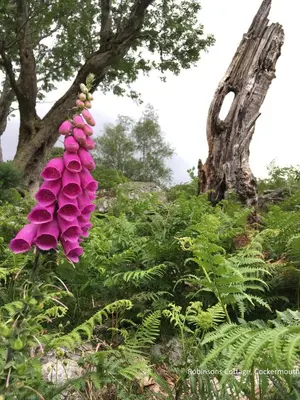 a bunch of pink flowers hanging from a tree at Robinsons Cottage, central and quiet in Cockermouth