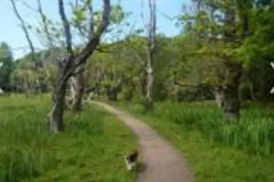 a dog walking down a dirt road in a field at Caravan - Sleeps 4 - Pet friendly - Parking in Newton Stewart