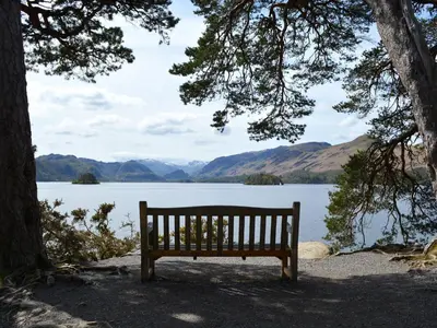 a bench sitting under a tree near a lake at The Nook in Keswick