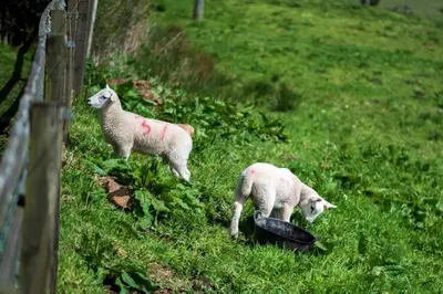 two sheep with red paint on their backs standing in a field at Meadowhead Cottage, Traditional Scottish Cottage in Waterside